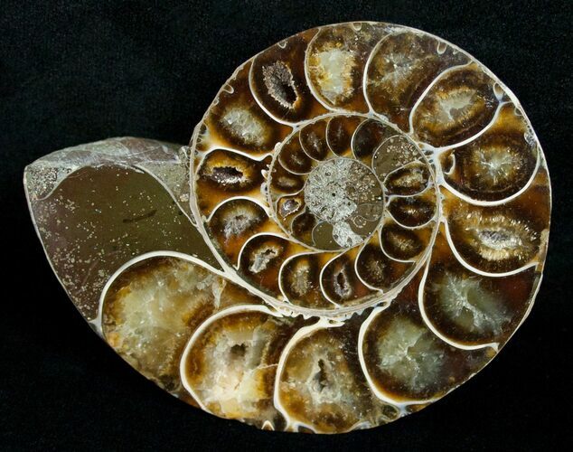 Beautiful Desmoceras Ammonite (Half) - #5223